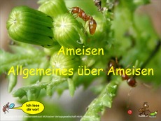 Ameisen-Ton.pdf